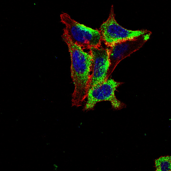 FST Antibody