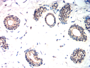 FST Antibody