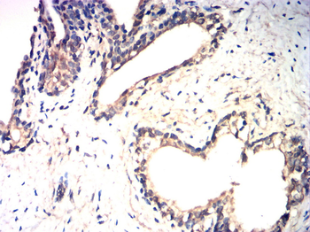 FST Antibody