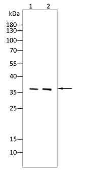 FST Antibody