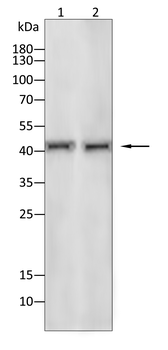 FST Antibody