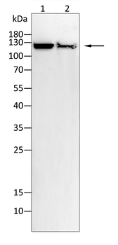 TERT Antibody