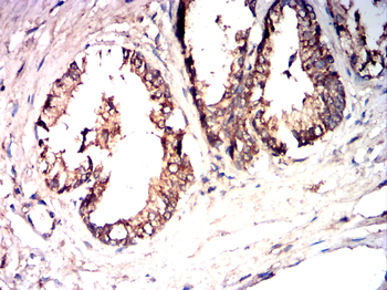 TRAF3 Antibody