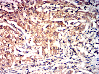 TRAF3 Antibody