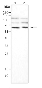 TRAF3 Antibody