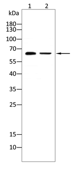 TRAF3 Antibody