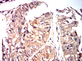 TRAF3 Antibody