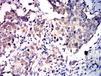 TRAF3 Antibody