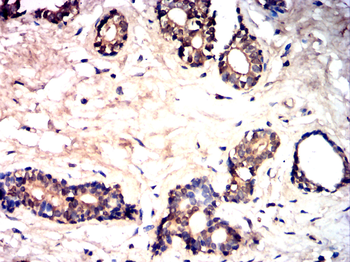 TRAF3 Antibody
