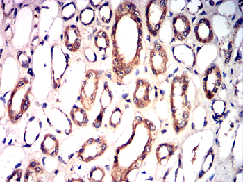 TRAF3 Antibody