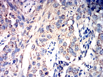 TRAF3 Antibody