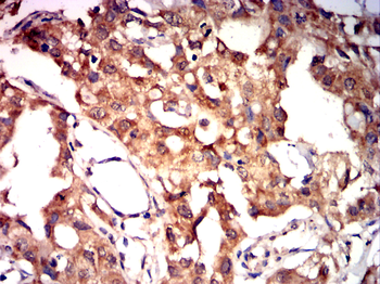 TRAF3 Antibody