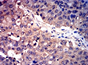 TRAF3 Antibody