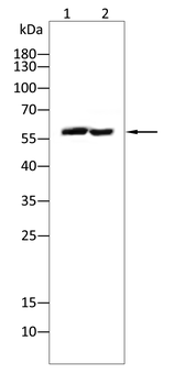RIPK3 Antibody