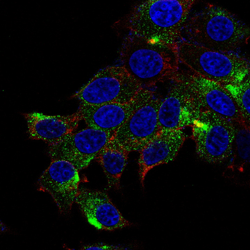 RIPK3 Antibody