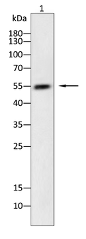 RIPK3 Antibody