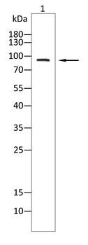 TRPM2 Antibody