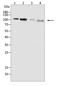 TRPM2 Antibody