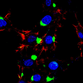AQP8 Antibody