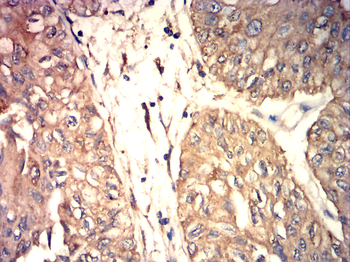 AQP8 Antibody