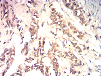 AQP8 Antibody