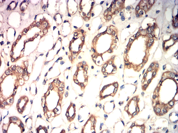 AQP8 Antibody