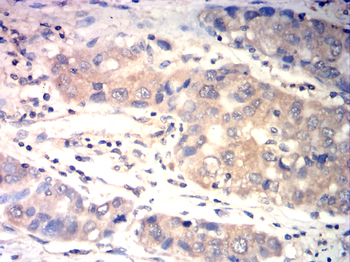 AQP8 Antibody