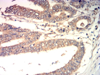 AQP8 Antibody