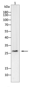 AQP8 Antibody