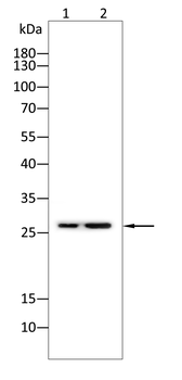 AQP8 Antibody