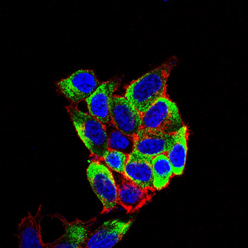 AQP9 Antibody