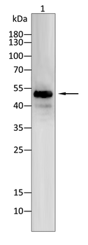 AQP9 Antibody