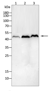 AQP2 Antibody