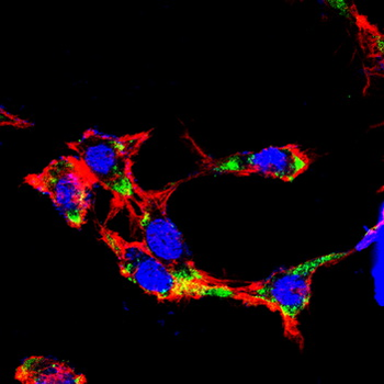 AQP6 Antibody