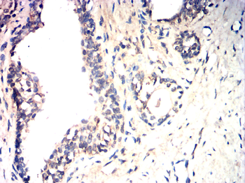 AQP6 Antibody