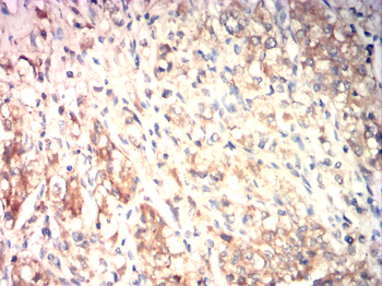 AQP6 Antibody