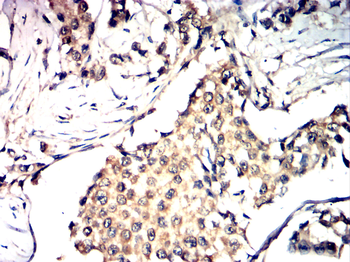 AQP7 Antibody