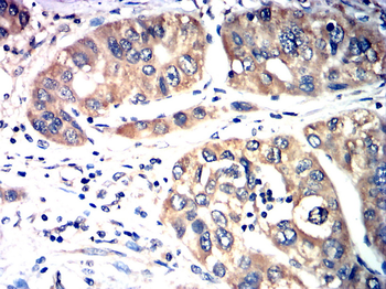 AQP7 Antibody