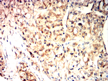 AQP7 Antibody