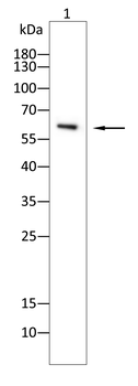 AQP7 Antibody