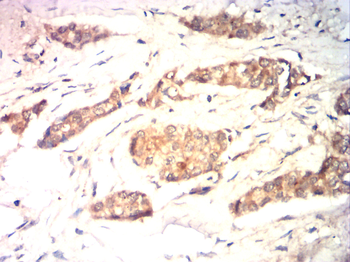 AQP11 Antibody