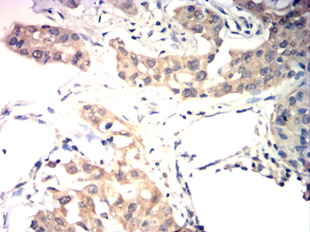 AQP11 Antibody