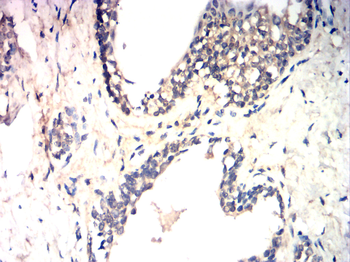 AQP11 Antibody