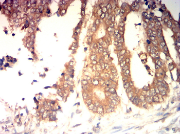 AQP11 Antibody