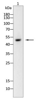 AQP11 Antibody
