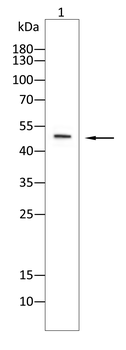 AQP11 Antibody