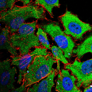MIP Antibody