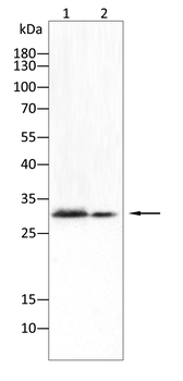 MIP Antibody