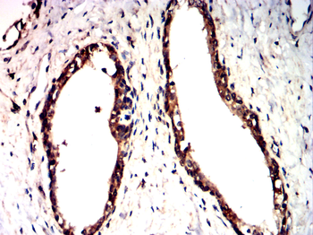 AQP10 Antibody