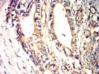 AQP10 Antibody